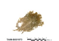 藏品(長葉牛角苔)的圖片